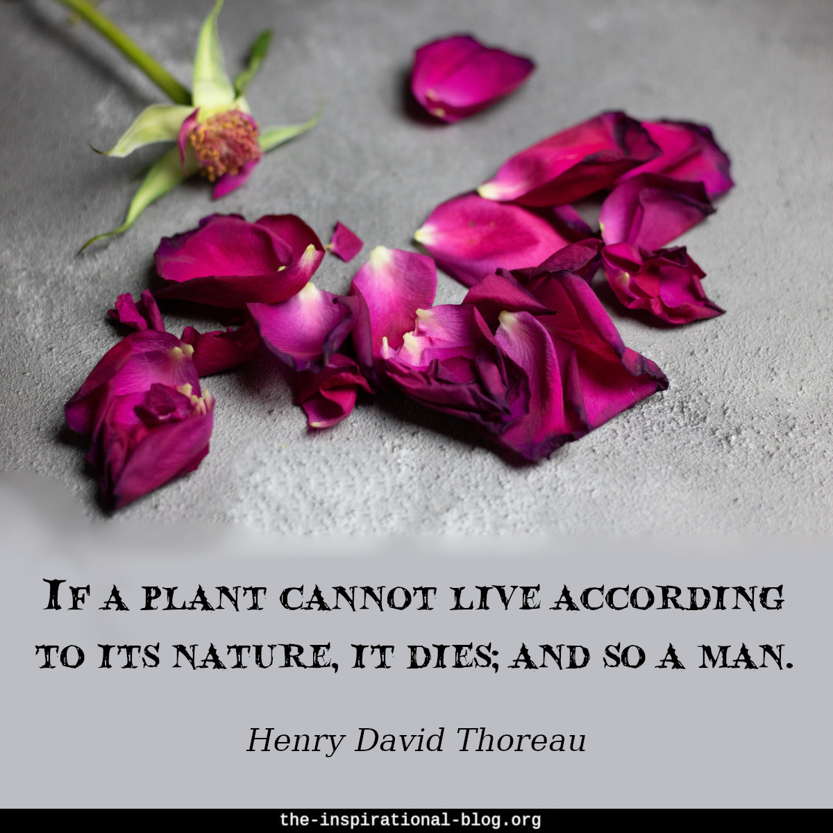 Inspirational Henry David Thoreau quote